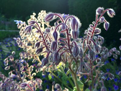 Seed pods seeds flowering