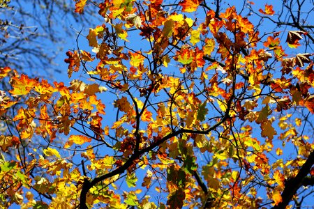 Golden autumn fall foliage autumn colours photo