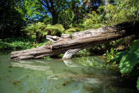 Cornwall garden log