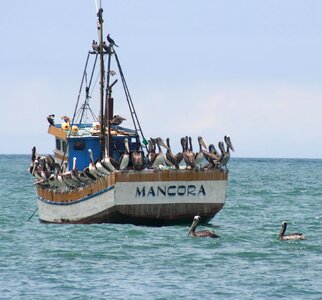 Mancora boat seagull photo