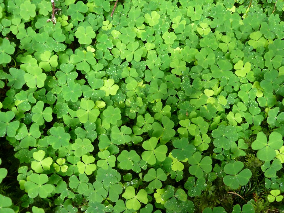 Nature red clover four leaf clover