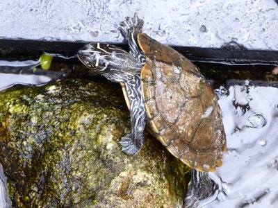 Pond water creature photo