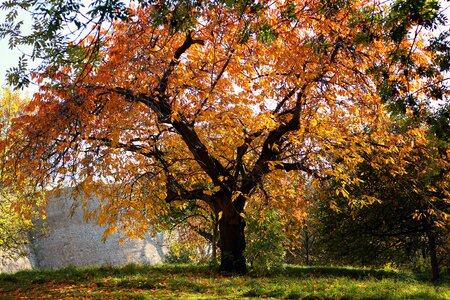 Golden autumn tree in the fall fall color