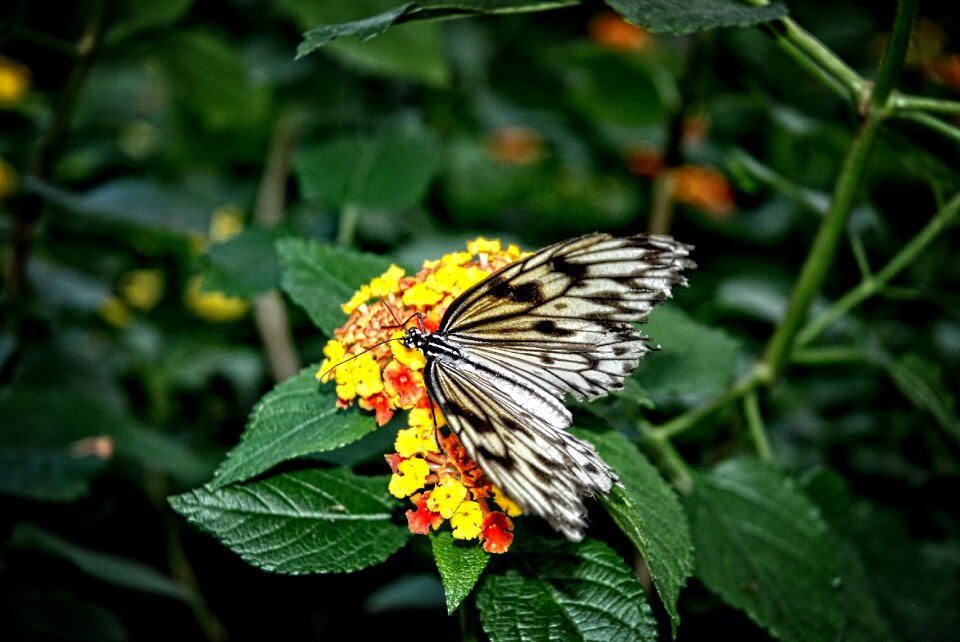 Rice paper tree nymph butterfly butterfly