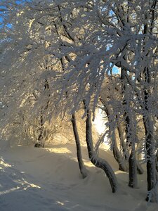 Winter snow forest