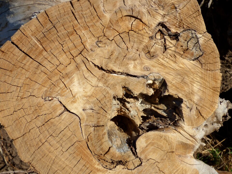 Wood cut trunk lena