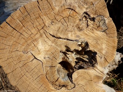 Wood cut trunk lena