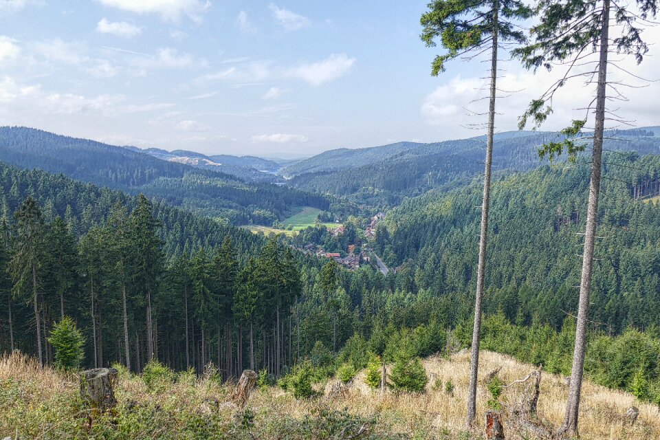 Forest dam vegetation
