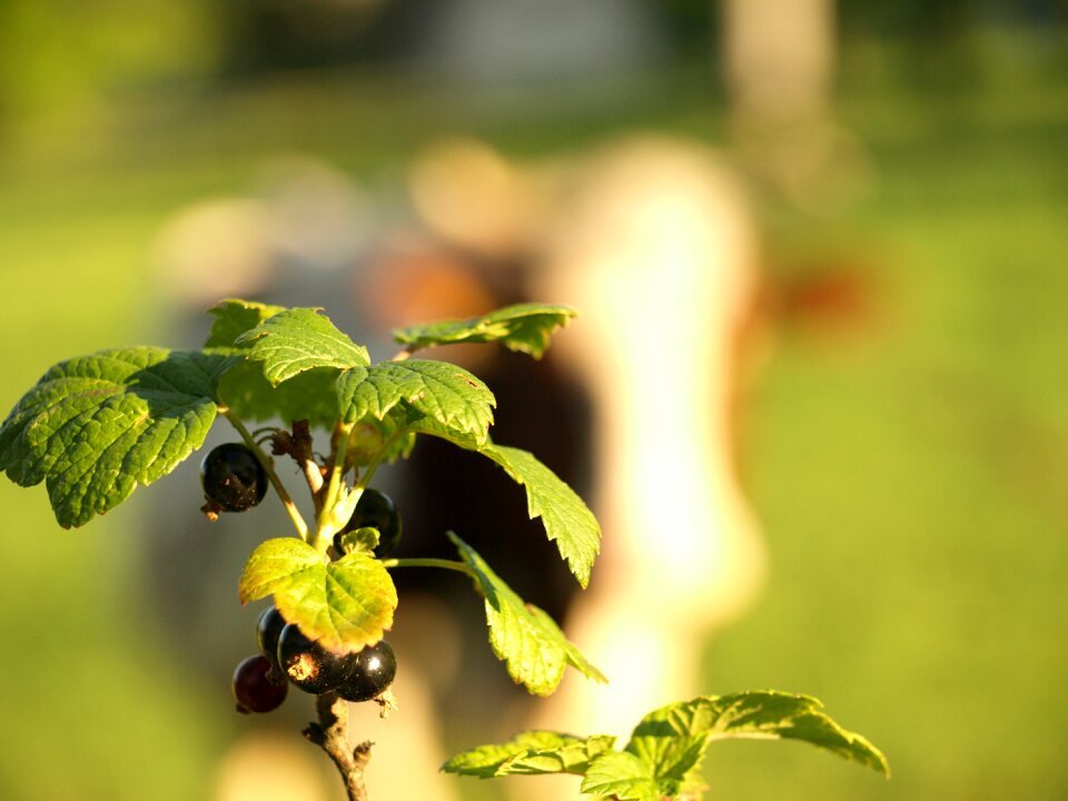 Fruit garden village
