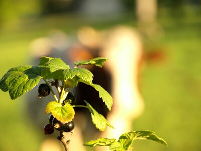 Fruit garden village