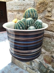 Cactus pottery garden