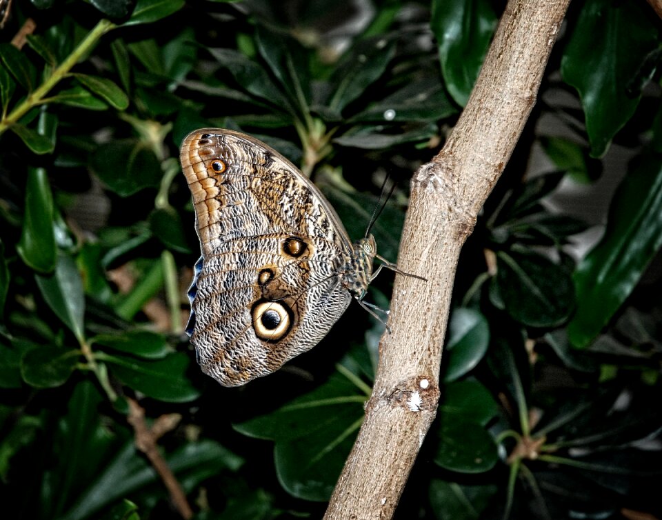Brassolini mymphalid morphinae