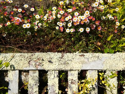 Romantic wooden bench summer
