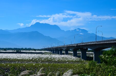 Blue day mount flower natural