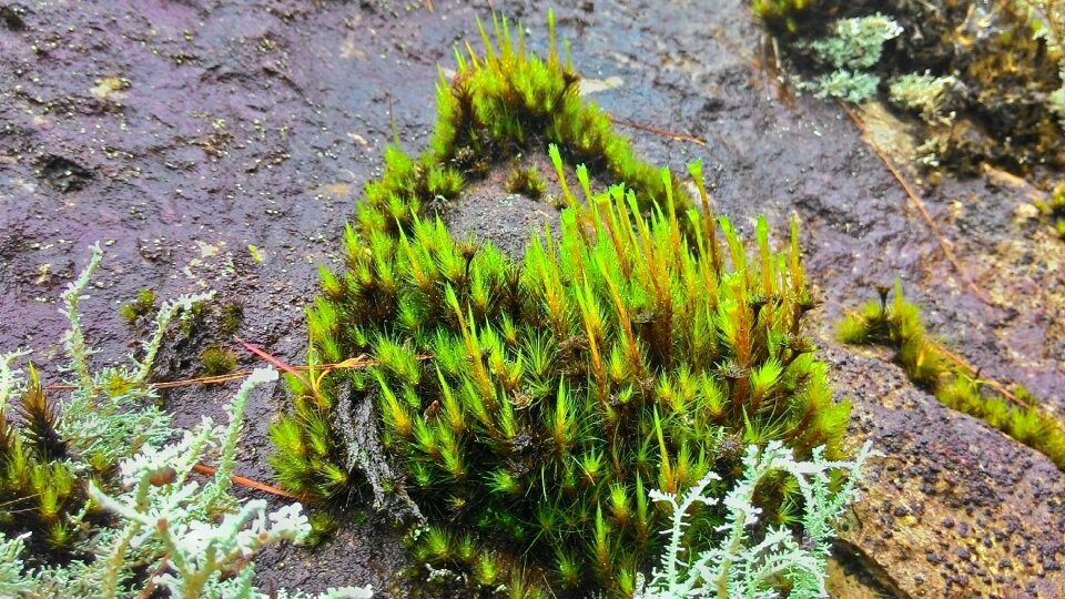 Ground forest wet