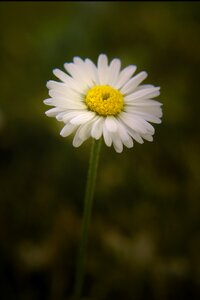 Daisy meadow flower