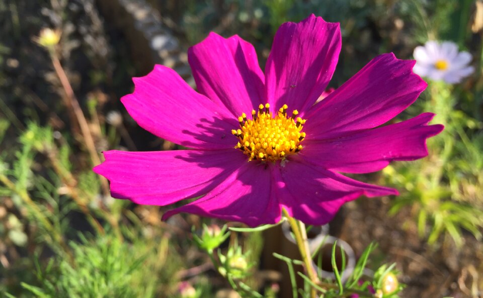Garden flower pink autumn