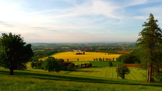 Blooming rape field landscape nature