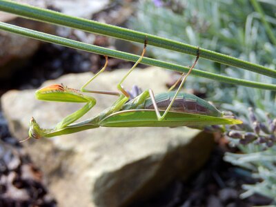 Mantis nature mantis religiosa