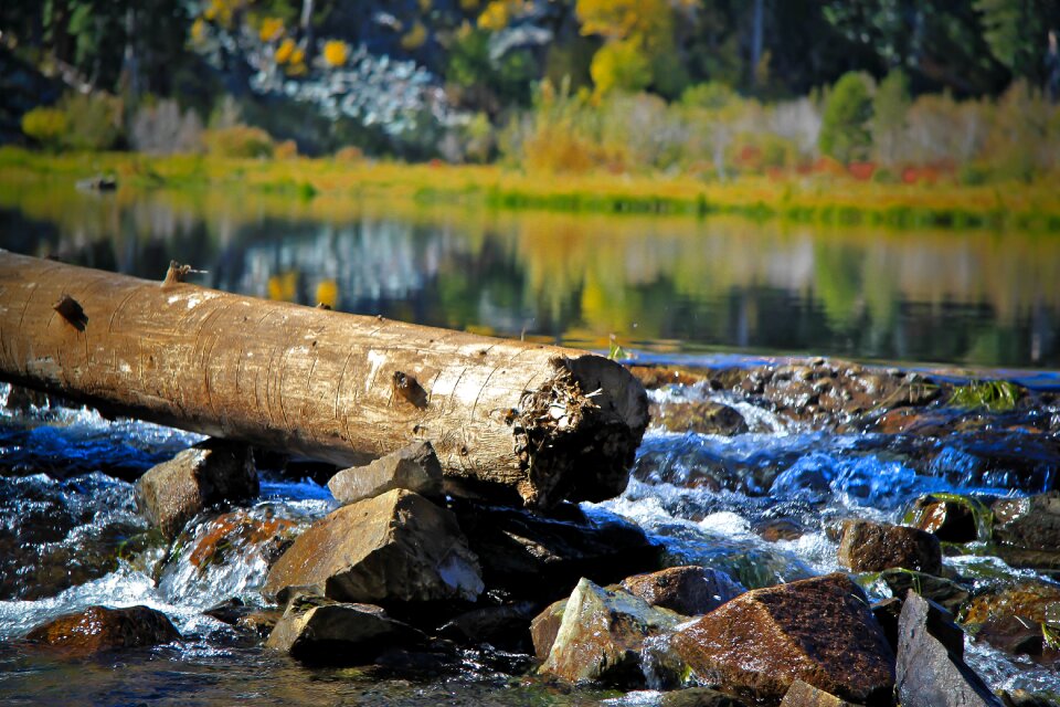 Tahoe trees california