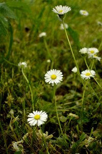 Daisies meadow flower