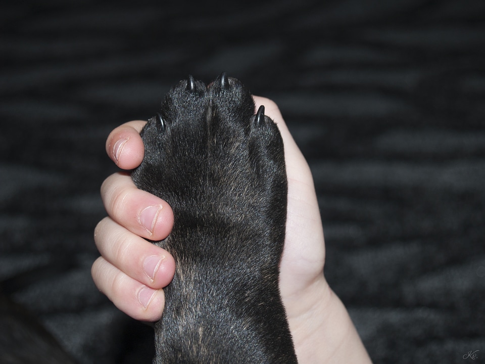 Paw dog hand