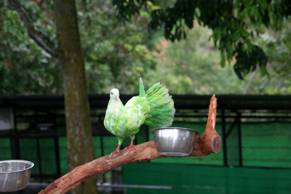 Samui paradise park green pigeon