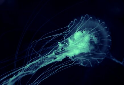 Ocean animal submarine