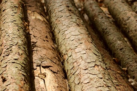 Log tribe nature