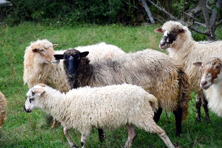 Cattle farming