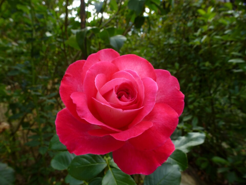 Flower pink flowers color pink