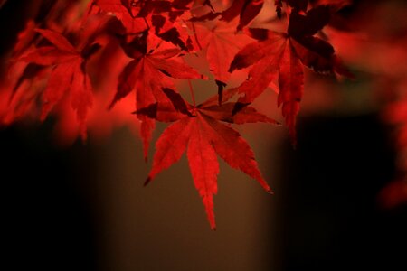 Autumn red color photo