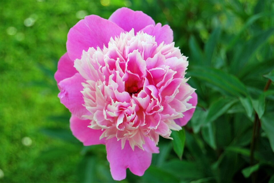 Blossom bloom pink flowers photo