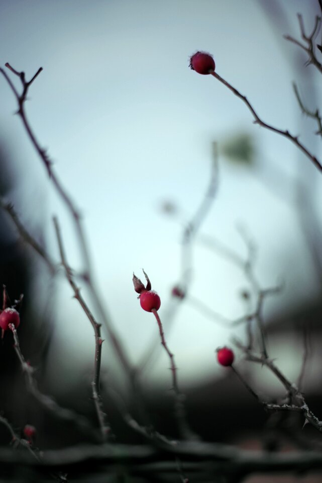 Plant atmosphere gloomy