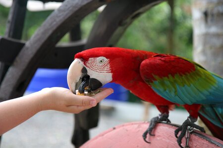 Ban thai parrot park photo