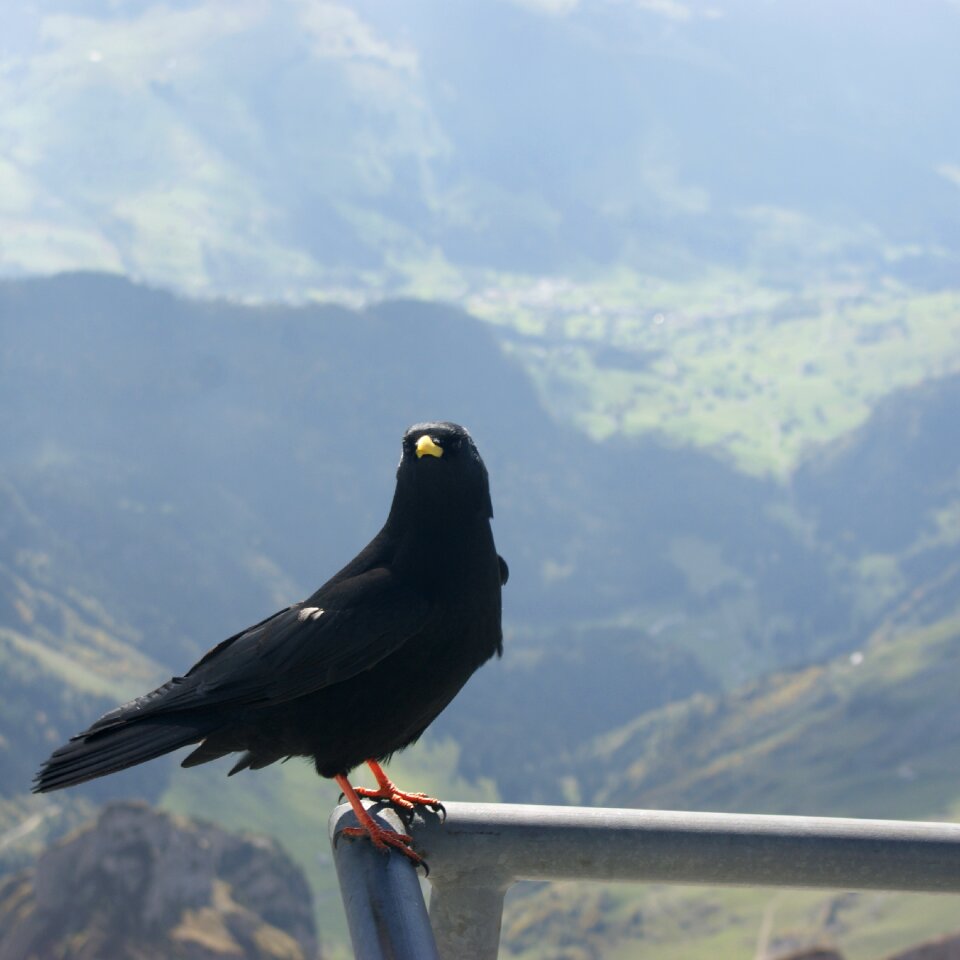 Säntis switzerland bird