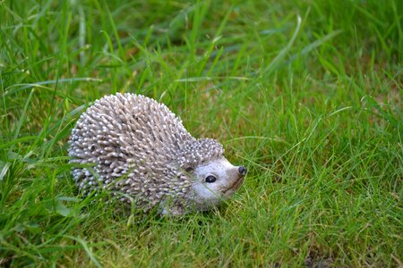 Animal prickly hannah