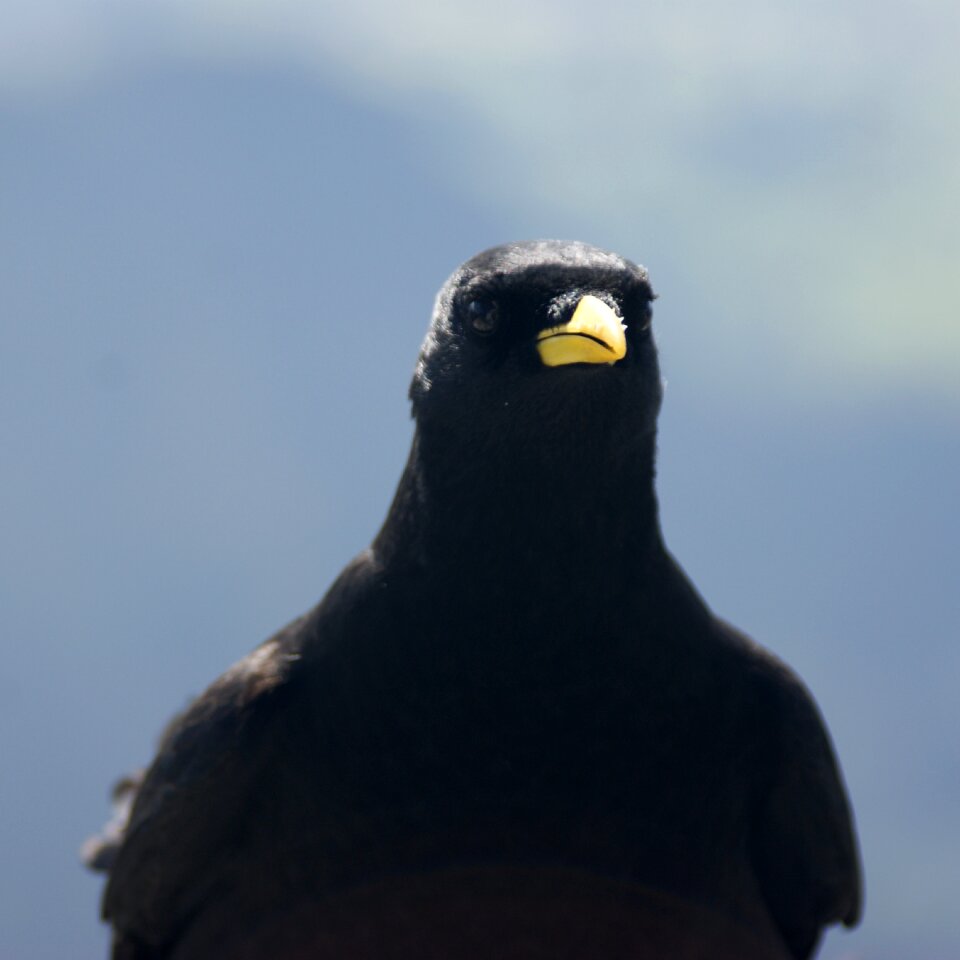 Säntis switzerland bird