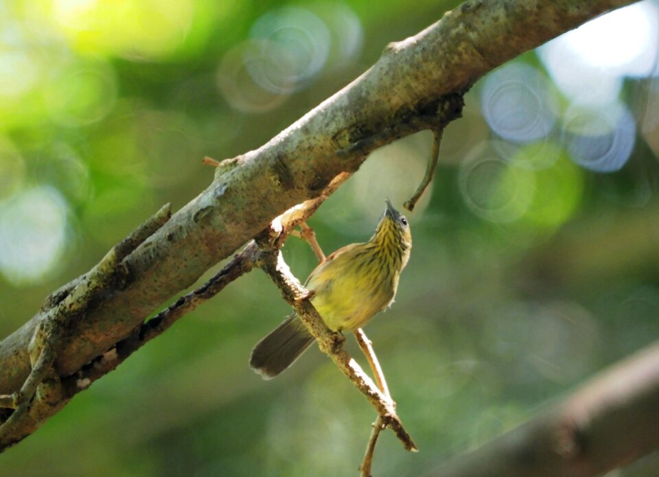 Yellow-breasted flowerpecker branch