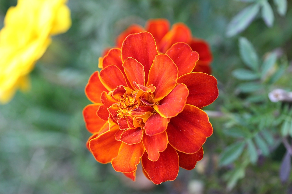 Plant natural blossom