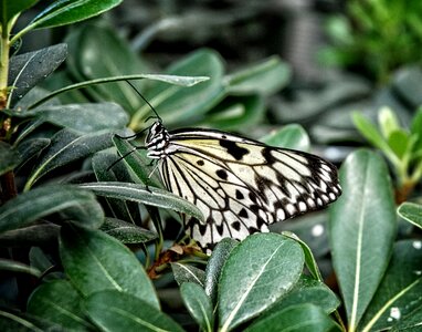 Rice paper tree nymph butterfly butterfly photo