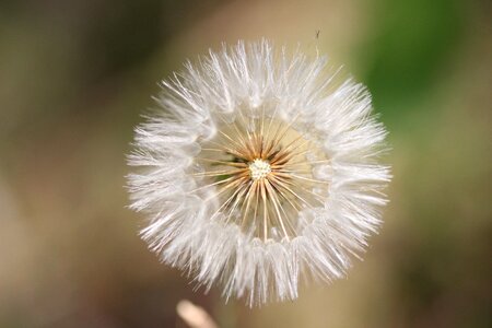 Nature flowers white photo