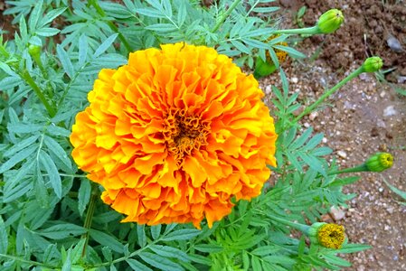 Plant bloom flora