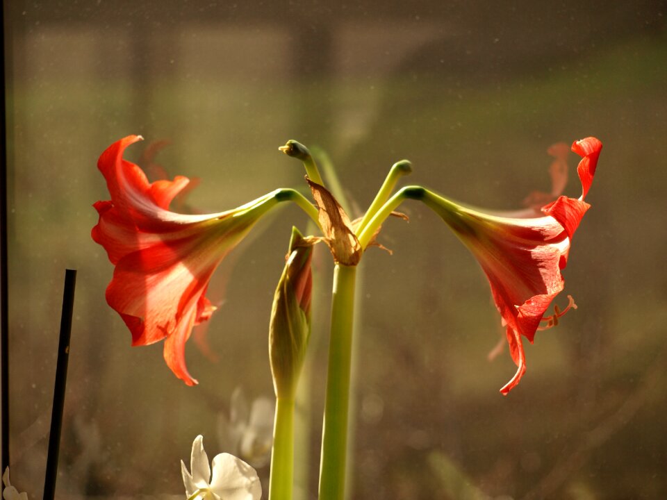 Blooming flowers green red lilies