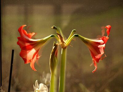 Blooming flowers green red lilies photo