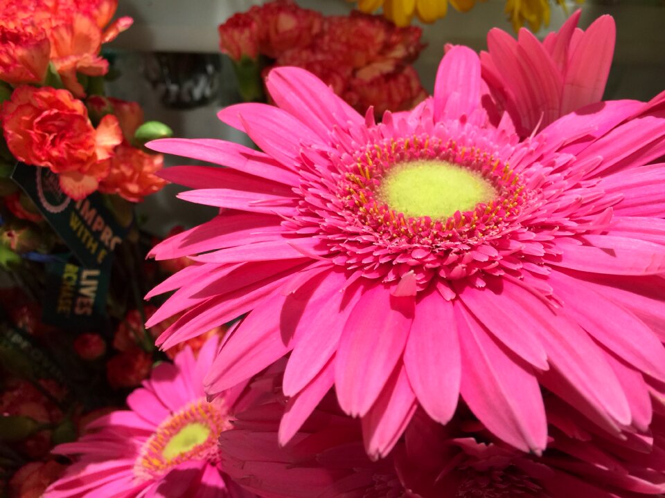Gerber pink blossom