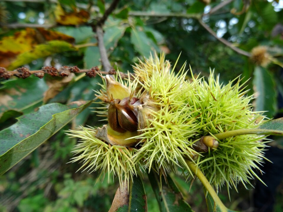 Sports shell little chestnuts