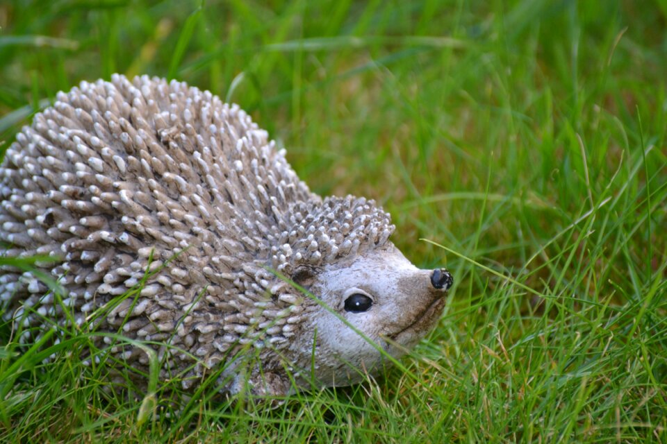 Animal prickly hannah