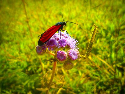Butterfly spring garden