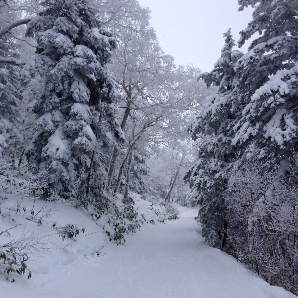 Mountain forest path